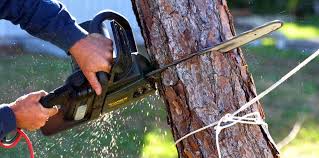 Best Tree Disease Treatment  in Leisure Village, NJ