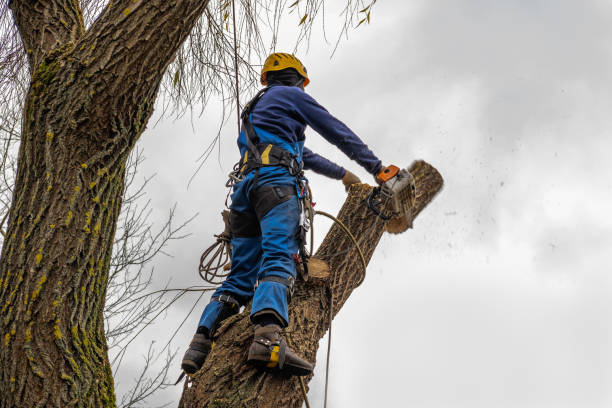  Leisure Village, NJ Tree Removal Pros