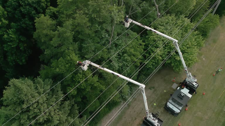 Best Palm Tree Trimming  in Leisure Village, NJ