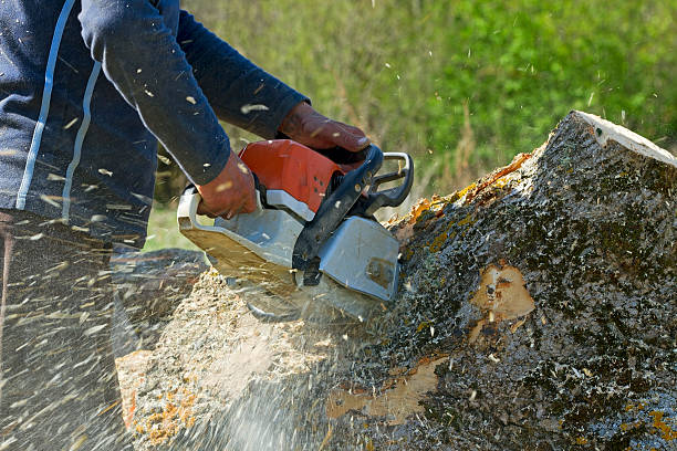 Best Storm Damage Tree Cleanup  in Leisure Village, NJ