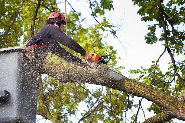 Trusted Leisure Village, NJ Tree Removal Experts